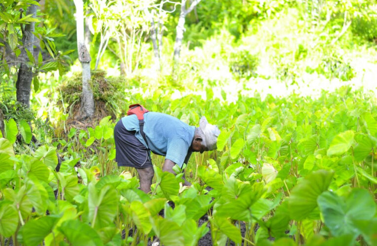 National Farmers Day: 23 दिसंबर को ही क्यों मनाया जाता है राष्ट्रीय किसान दिवस?, जानें क्या है इसका इतिहास